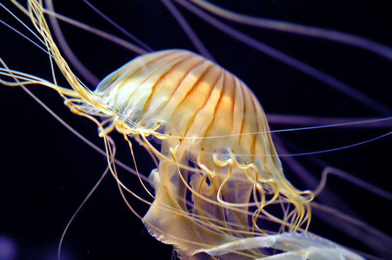 Jellyfish at Monterey Bay Aquarium in Monterey, California