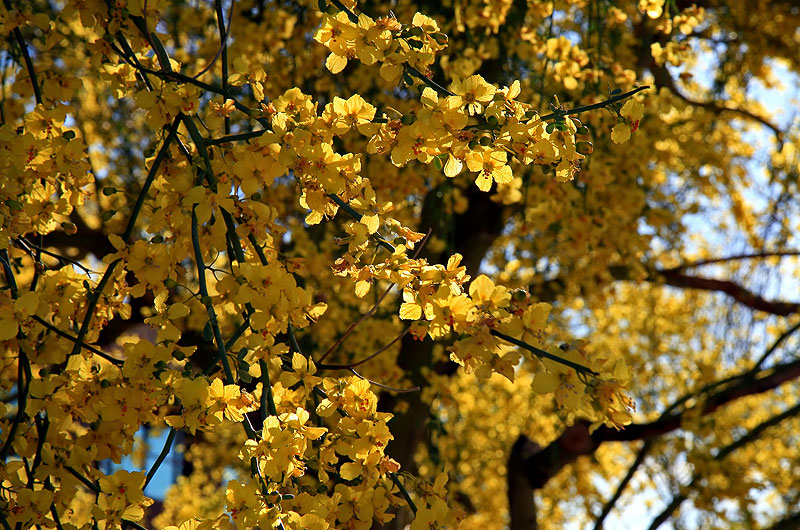 Yellow flowers on a tree