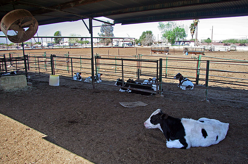 Local dairy farm in Phoenix, Arizona