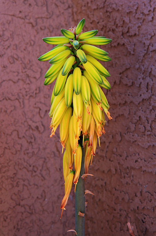 Aloe Vera flower