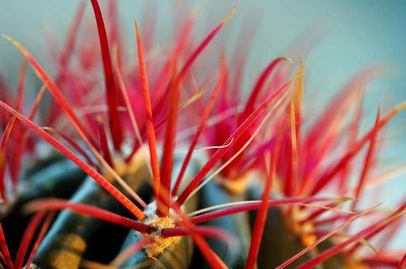 Macro photograph of red thorns from a cactus on our balcony during a late afternoon golden sunset
