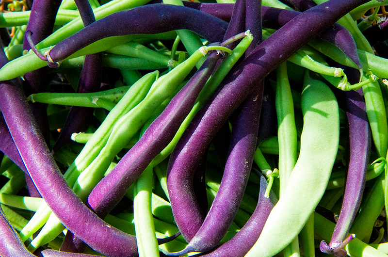 Purple and green beans from John Wise's plot at Tonopah Rob's Vegetable Farm in Tonopah, Arizona