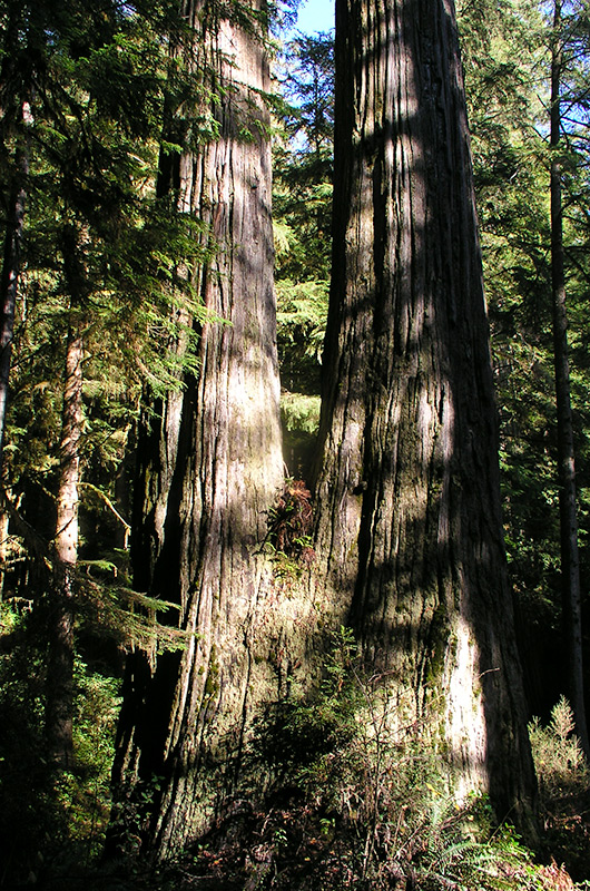 In the Redwoods National Park