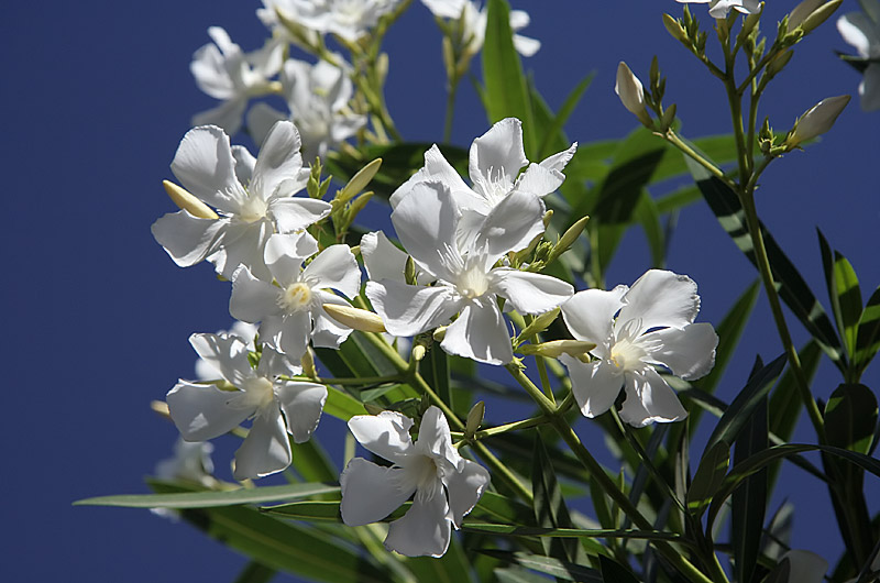 White flowers blooming on a local unidentified type of tree in Phoenix, Arizona