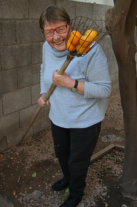 Jutta Engelhardt picking oranges in Phoenix, Arizona
