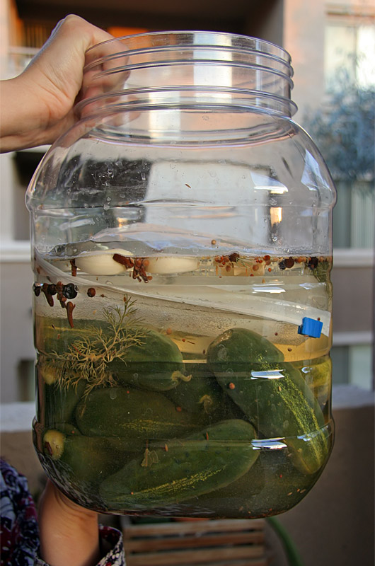 Cucumbers, spices, salt, vinegar, and water ready to ferment and become homemade garlic dill pickles