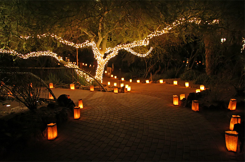 A tree full of Christmas lights next to a path lined with Luminarias at the Desert Botanical Garden in Phoenix, Arizona during the annual Las Noches de Las Luminarias