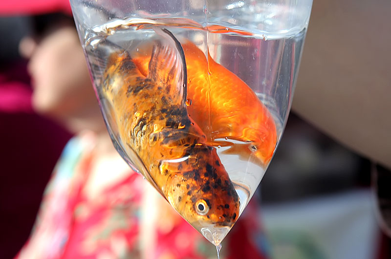 Two fish in a plastic bag filled with water