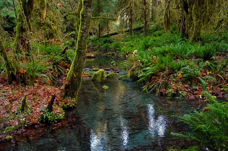 Olympic Rainforest National Park in Washington
