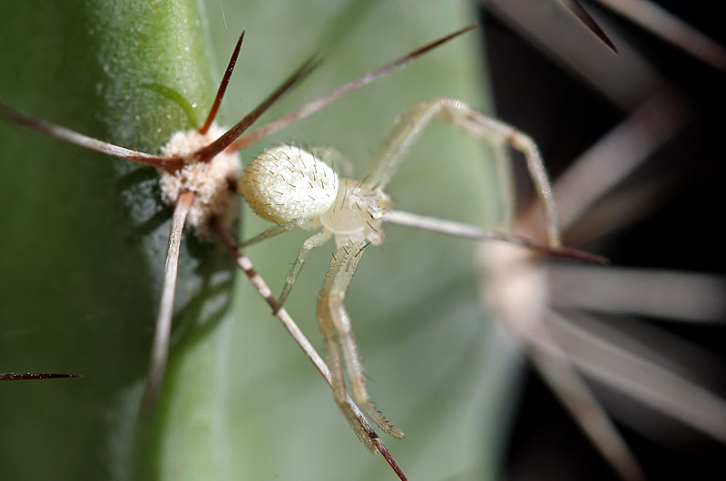 Spider and cactus