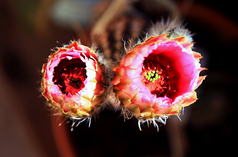 Flowering cactus