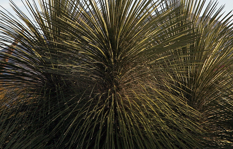 well manicured desert plants 