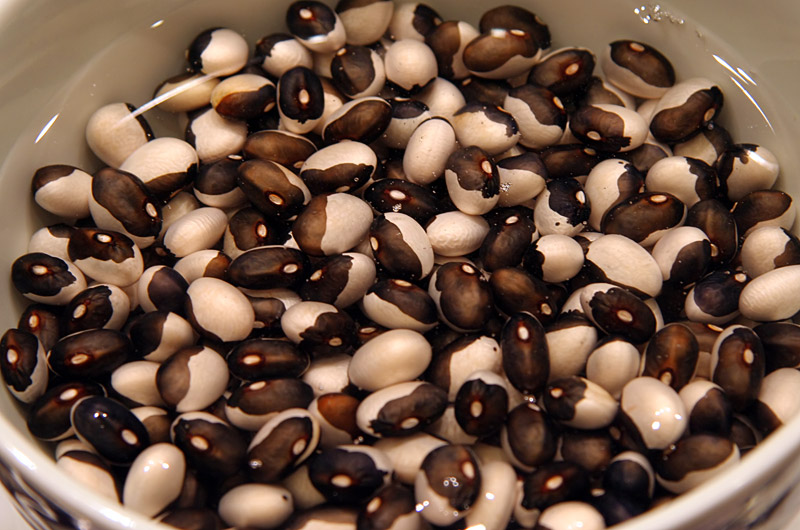 Calypso Beans from Seed Savers Exchange in Iowa