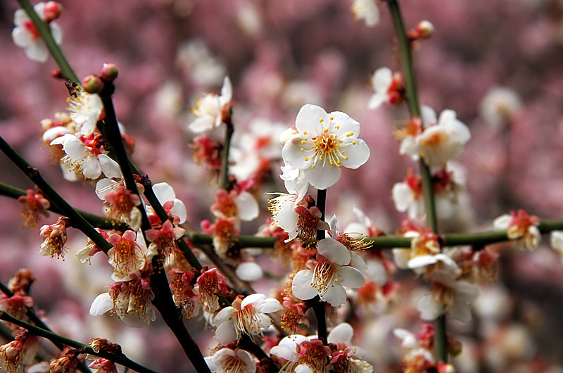 Blossoms of spring