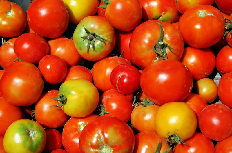 Farm fresh tomatoes