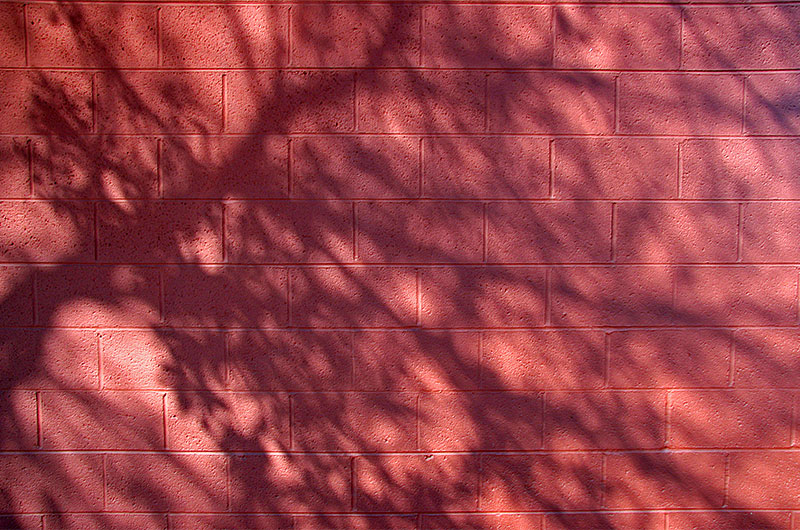 Shadow of a tree on a red brick wall