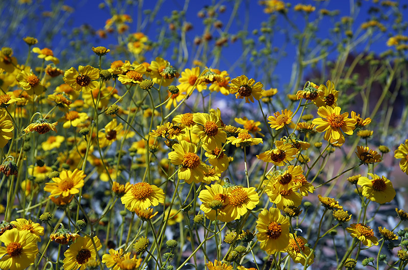 Yellow flowers