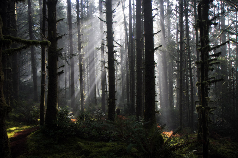 A light fog helps create light beams from the sun as the sun shines into the forest at Carl Washburne State Park in Oregon