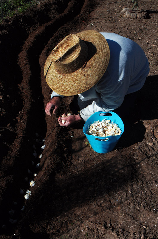 Tonopah Rob planting garlic on his farm in Tonopah, Arizona