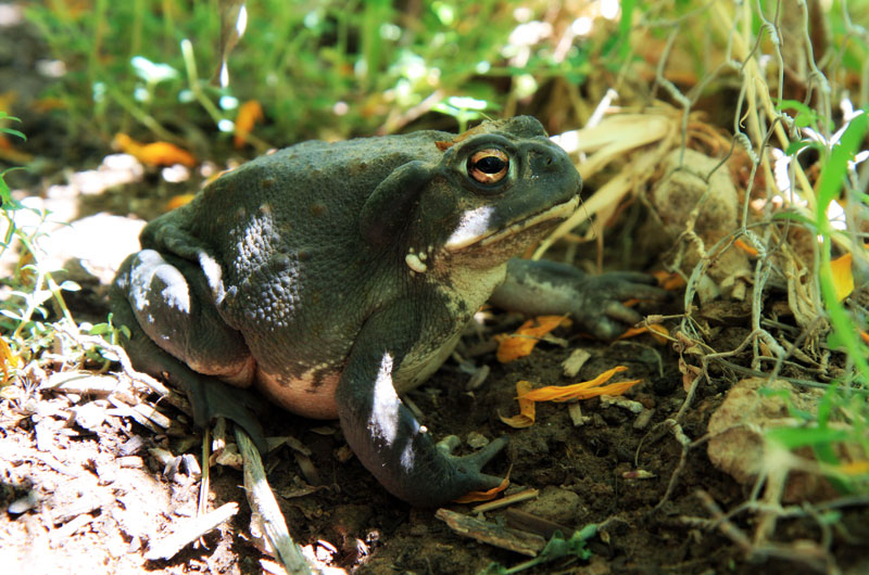 Colorado river toad