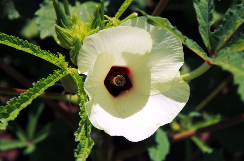 The flower of the okra plant