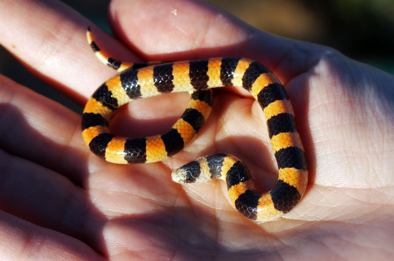 Caroline Wise holding a baby shovelhead snake at Tonopah Rob's Vegetable Farm in Tonopah, Arizona