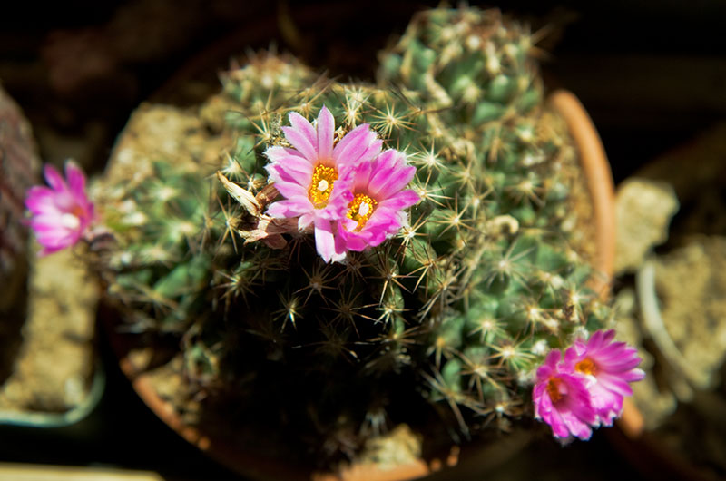 Cactus flowers