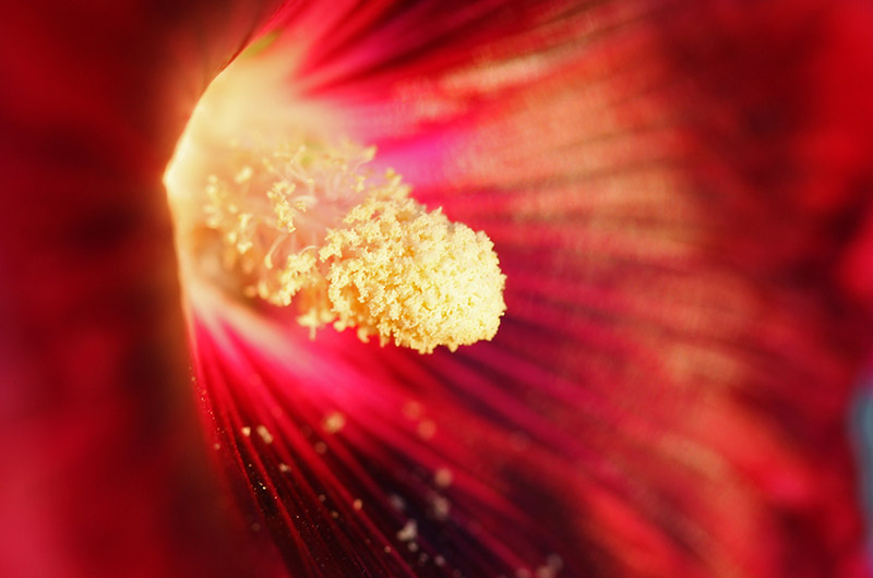 Stamen