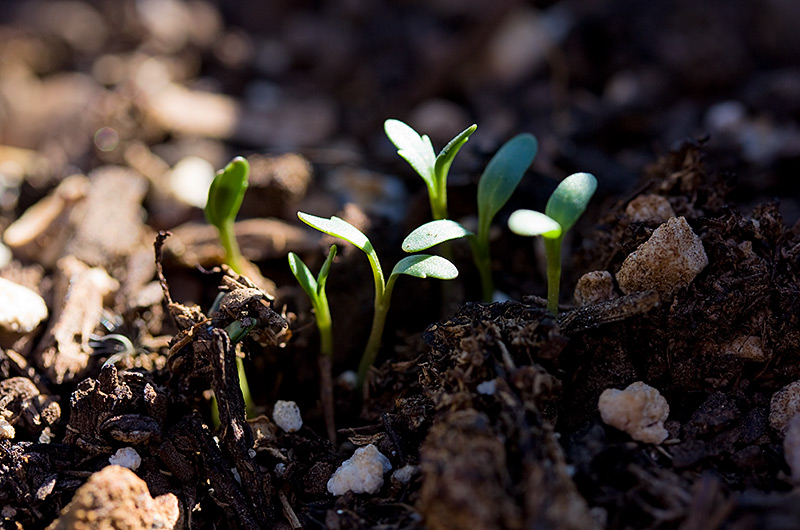 The herb sorrel sprouting at Tonopah Rob's Vegetable Farm in Tonopah, Arizona