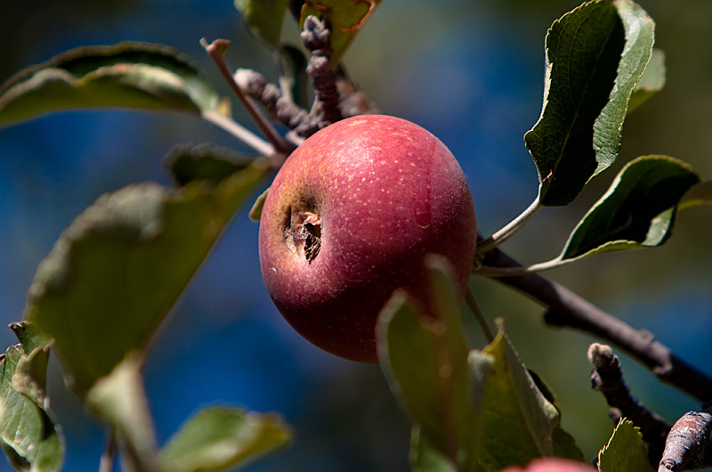 An apple on the tree at Brown's Orchard in Willcox, Arizona