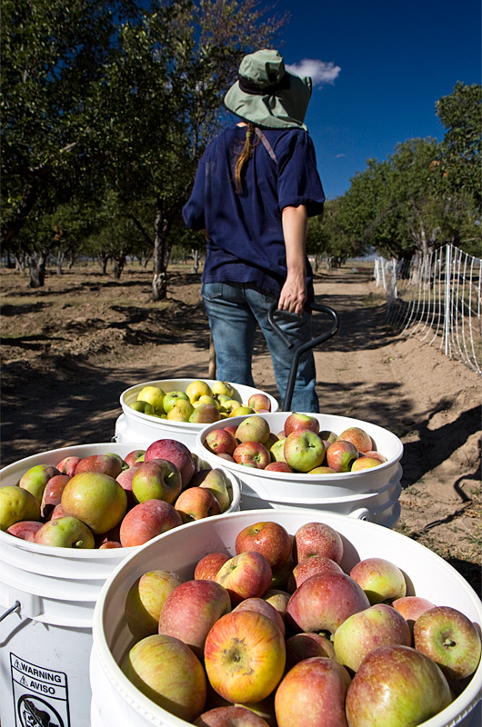 Caroline Wise pulling a wagon full of apples at Brown's Orchard in Willcox, Arizona