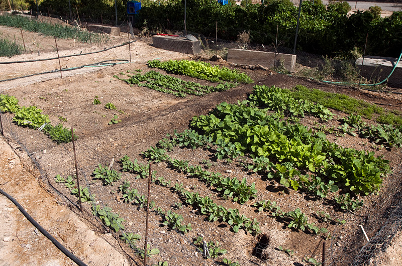 A 12 foot by 14 foot vegetable garden in Tonopah, Arizona sprouting various vegetables