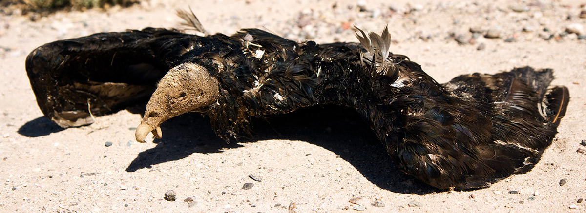 Dead Buzzard