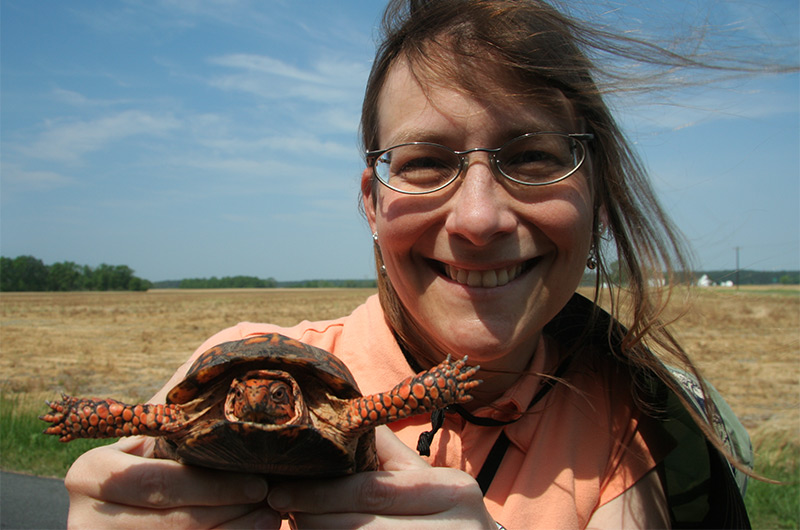 Caroline Wise rescuing a turtle from the road near the Chesapeake Bay in Maryland May 2007