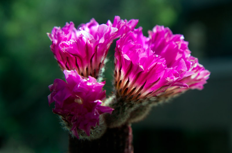 One of our cactus in its yearly bloom cycle on the balcony of our apartment in Phoenix, Arizona