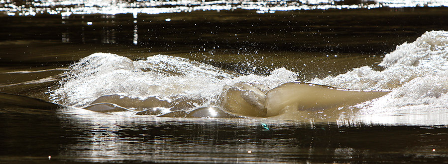 Turbulent water on the Colorado river in the Grand Canyon