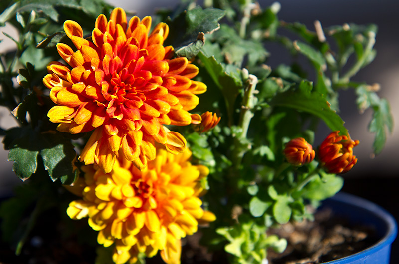 Flowers blooming on the Mums plant we were given on our Colorado River trip through the Grand Canyon back in November