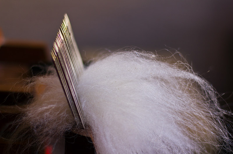 Combing Churro fleece prior to being able to spin it into yarn