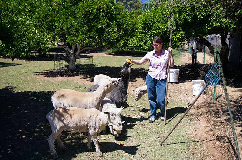 Caroline Wise feeding oranges to sheep in Phoenix, Arizona