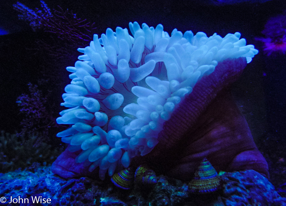 Aquarium of the Pacific in Long Beach, California