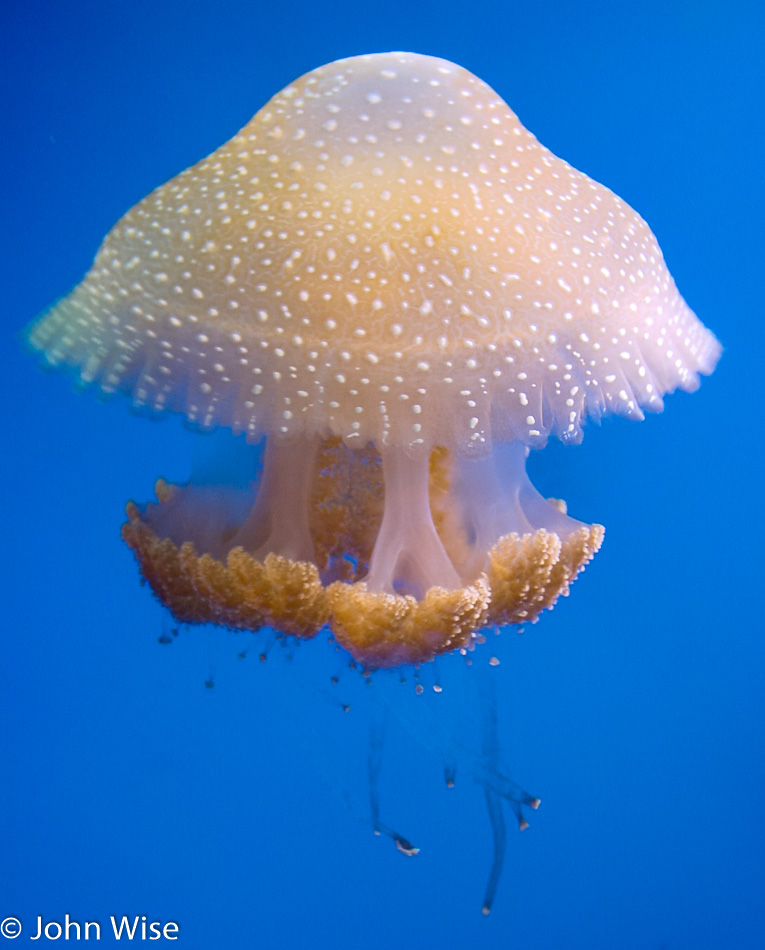 Aquarium of the Pacific in Long Beach, California