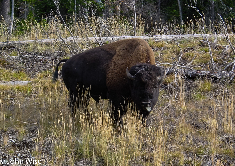 Yellowstone National Park in Wyoming