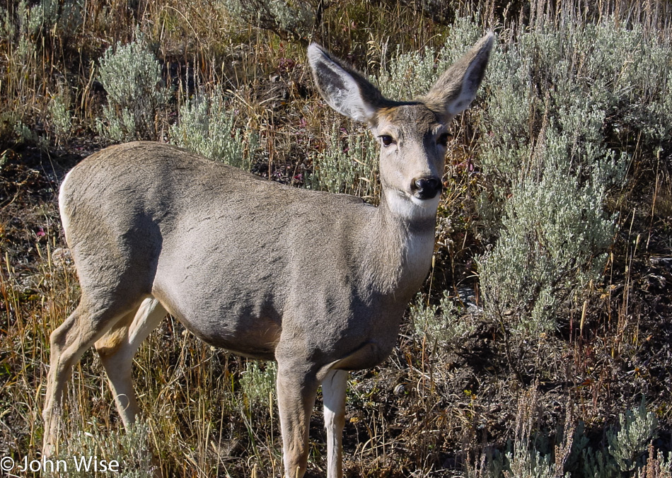 Yellowstone National Park in Wyoming