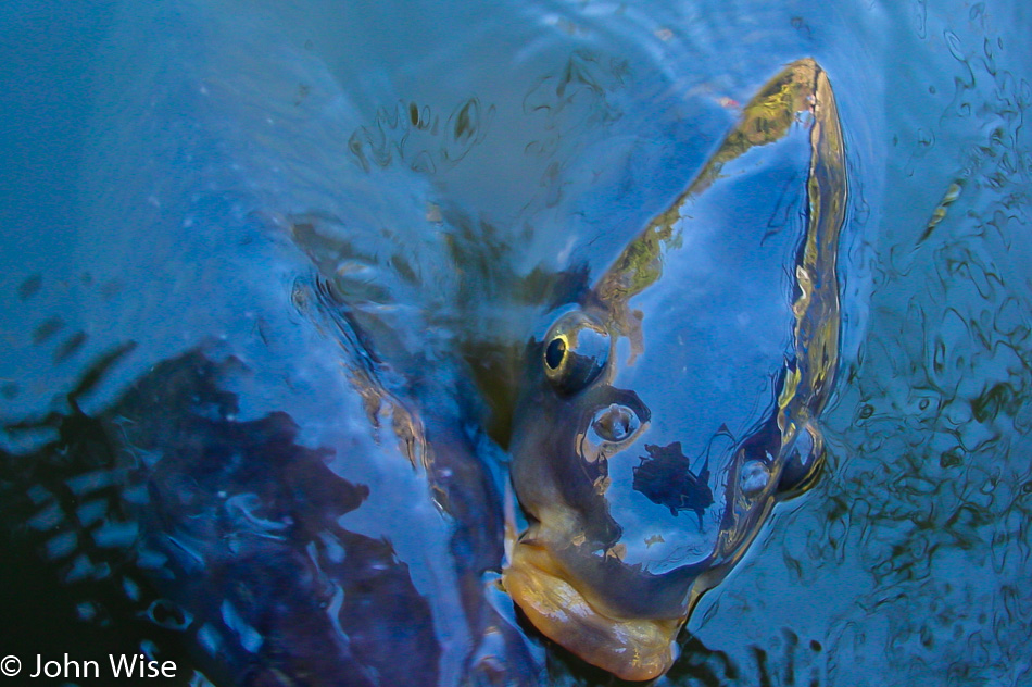 Fish in the Muskingame river in Marietta, Ohio