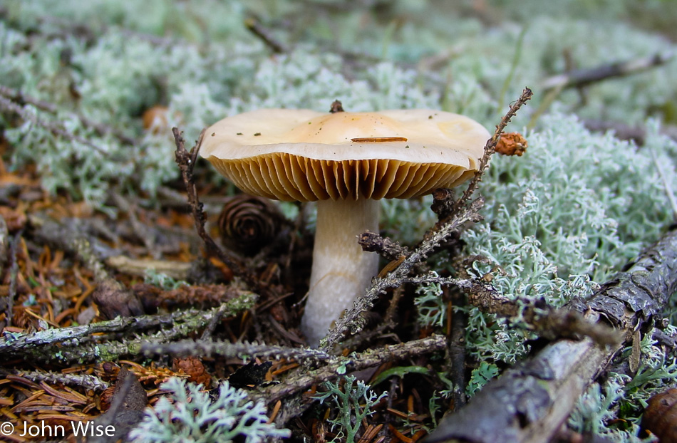 Mushroom in Acadia National Park near Bar Harbor, Maine