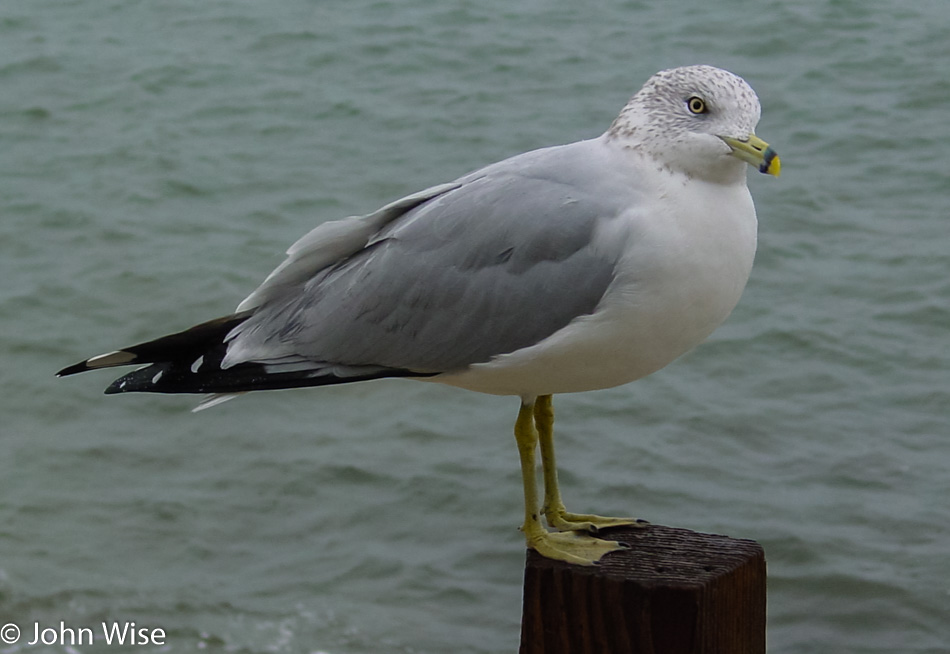 Atlantic ocean wildlife