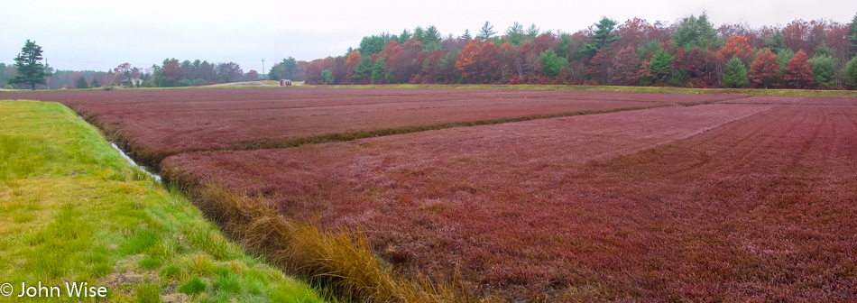 Cranberry bog in Massachusetts 