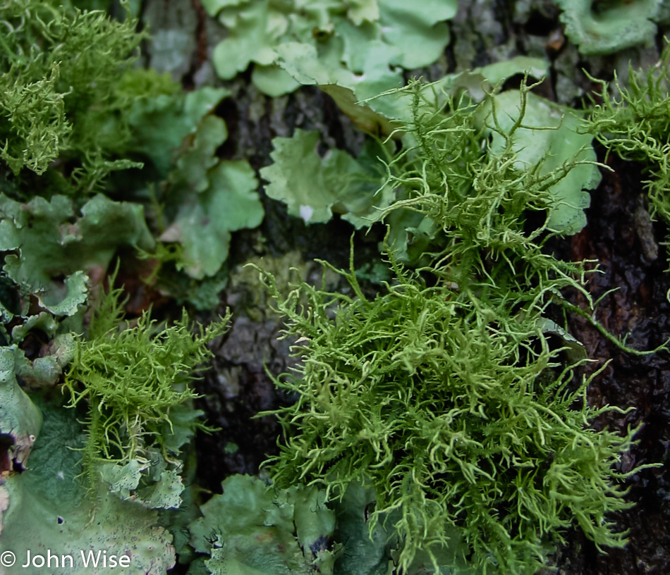 Plant life on the Natchez Trace Parkway