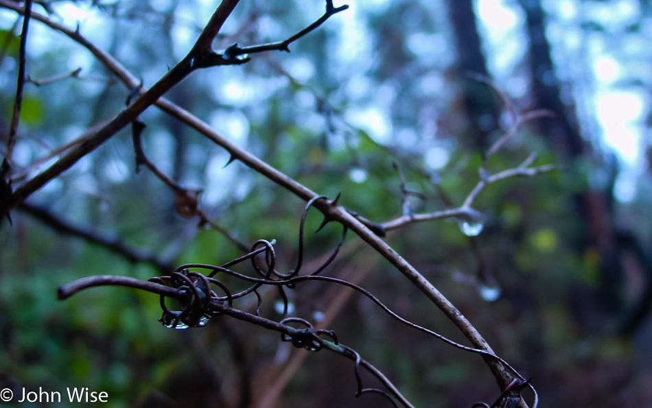 Thorns, vines, and rain along the Natchez Trace Parkway