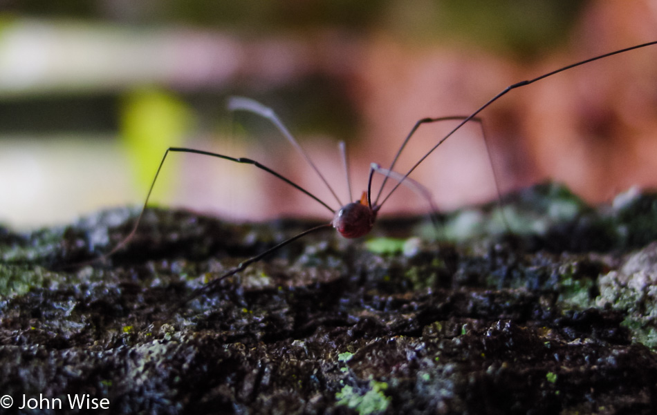 Spider walking the Natchez Trace Parkway in Mississippi